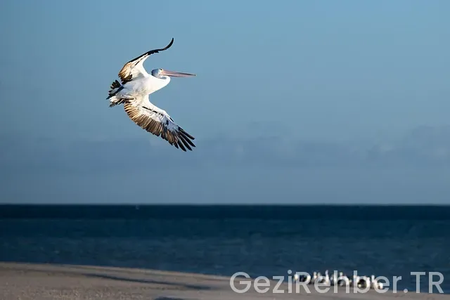 Avustralya'da Canlı Yayın Gezinti Avustralya'da Canlı Yayın Gezinti