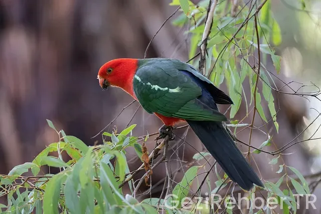 Avustralya'da Canlı Yayın Gezinti Avustralya'da Canlı Yayın Gezinti