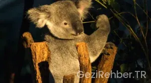 Avustralya’ya en yakın ülkeler