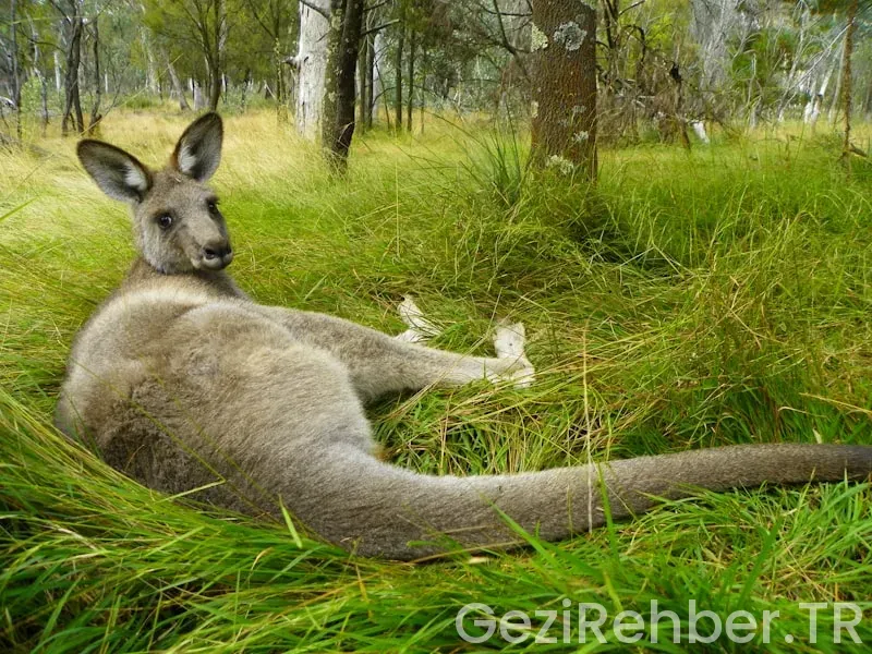 Avustralya'ya en yakın ülkeler