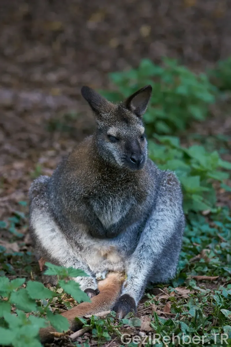 Avustralya'ya en yakın ülkeler