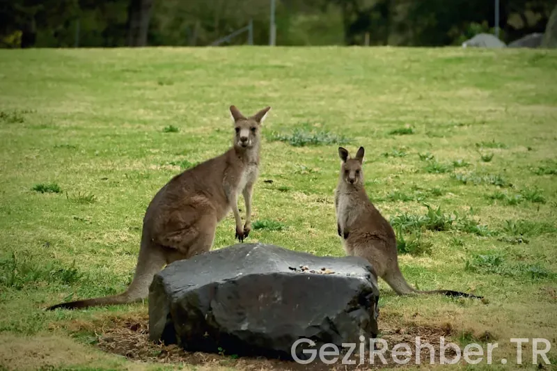 Avustralya'ya en yakın ülkeler