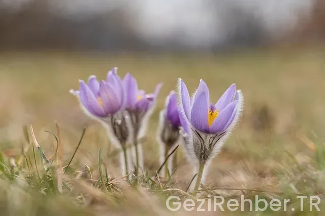 Avusturya Gezi Rehberi Avusturya Gezi Rehberi