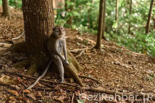 Bali Adası Komodo Adası Turu