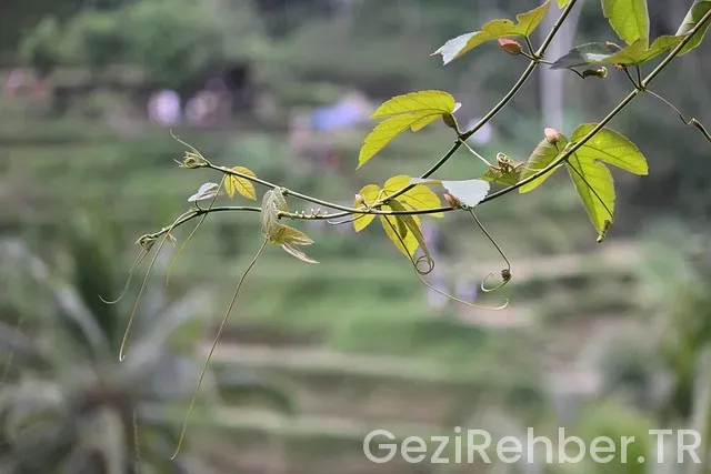 Bali uçakla kaç saat istanbul Bali uçakla kaç saat istanbul