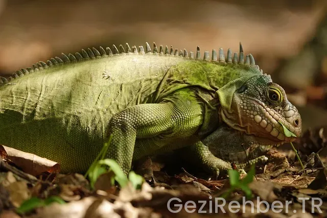 Batı karadeniz gezi haritası