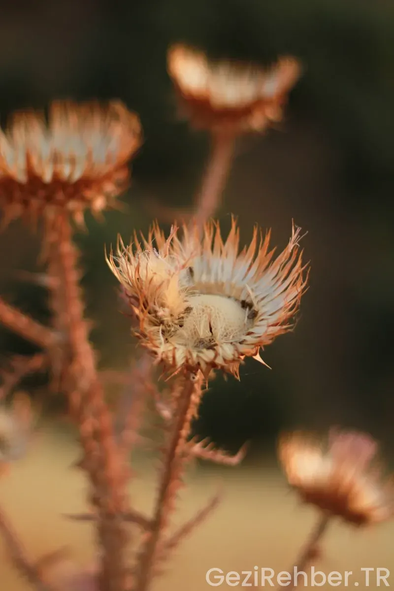 Batman çıkışlı gezi turları batı kara karadeniz