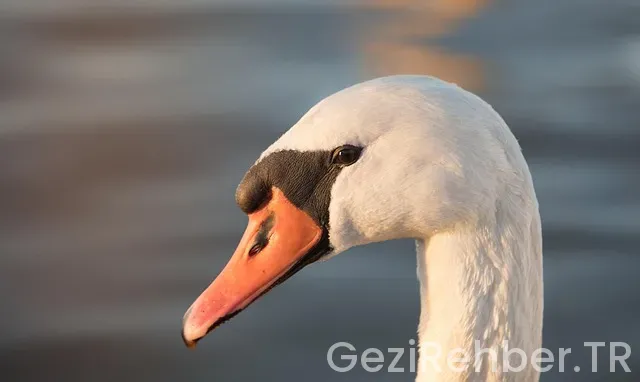 Belgrad Gezi Rehberi