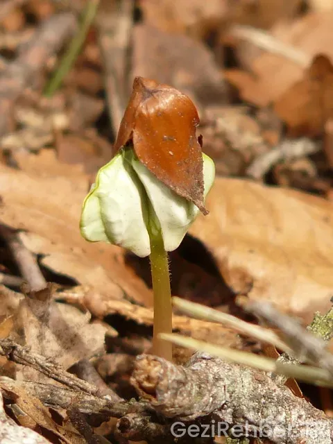 Belgrad uçakla kaç saat