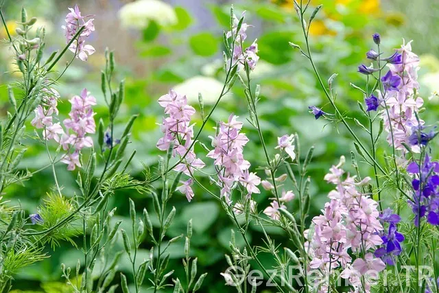 Belgrad uçakla kaç saat