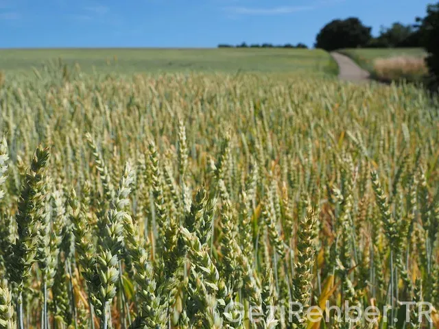 Belgrad uçakla kaç saat