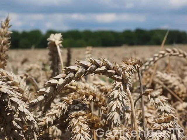 Belgrad uçakla kaç saat