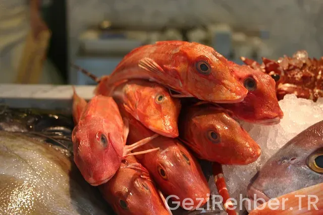 Bologna Gezi Rehberi