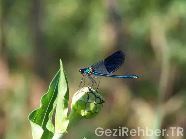 Bosna hersek gezi rehberi kitap