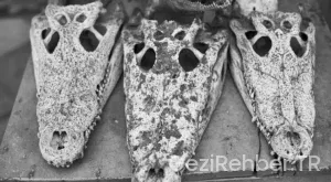 Bosna hersek kaç gün gezilir