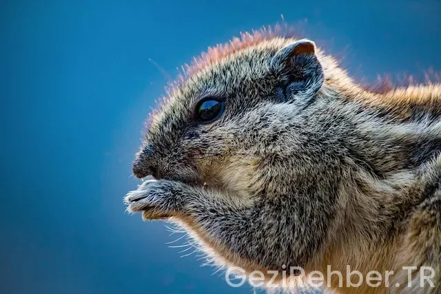 Burhaniye de Ne yenir