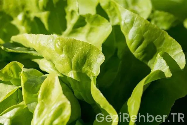 Burhaniye de Ne yenir