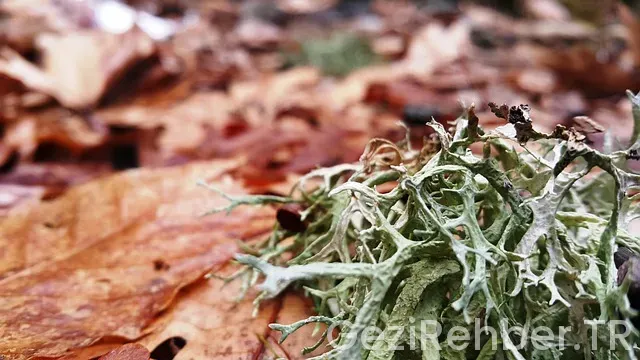 Çanakkale Gezi Haritası
