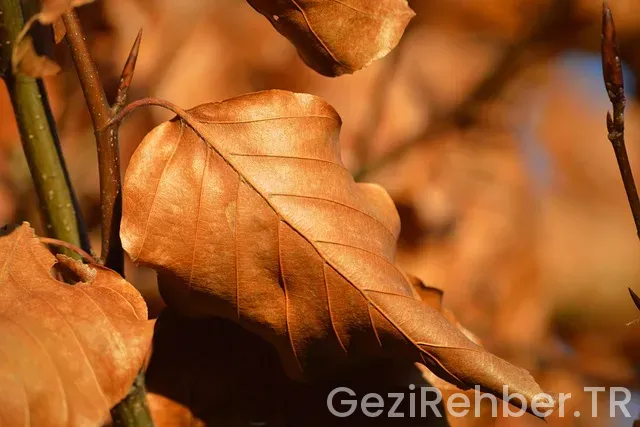 Cekya ucakla kac saat