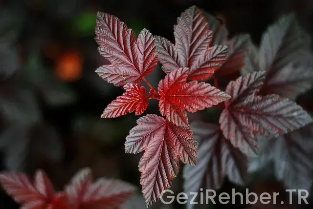Çeşme'de Gezilecek Yerler