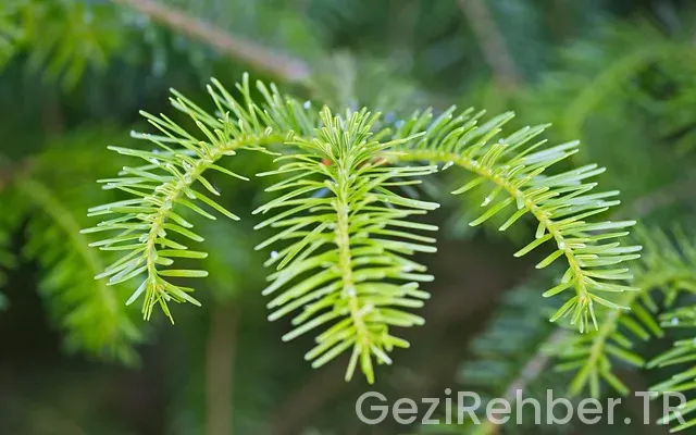 Colmarda nerede kalınır Colmarda nerede kalınır