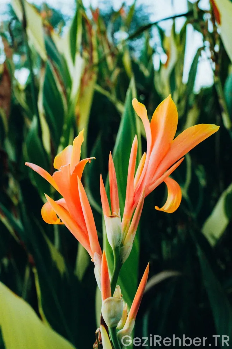 Cordoba Gezi Rehberi Cordoba Gezi Rehberi