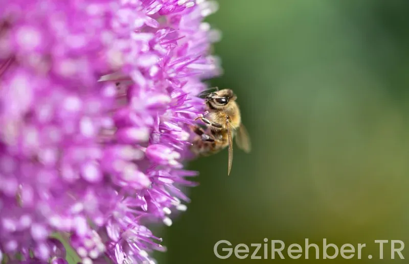 Daniel klein nerenin Daniel klein nerenin