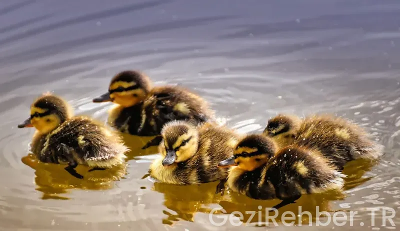 Daniel klein nerenin Daniel klein nerenin