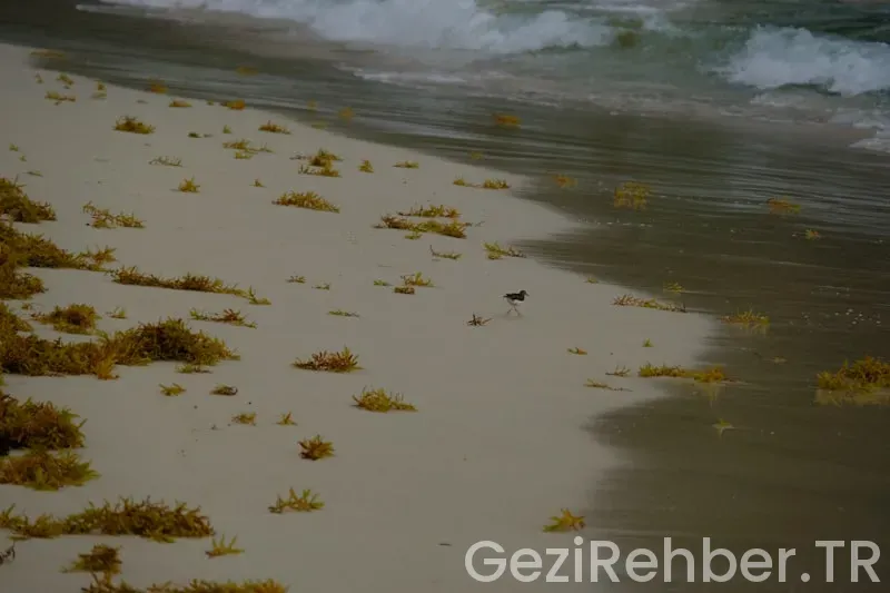 Datça plaj önerileri