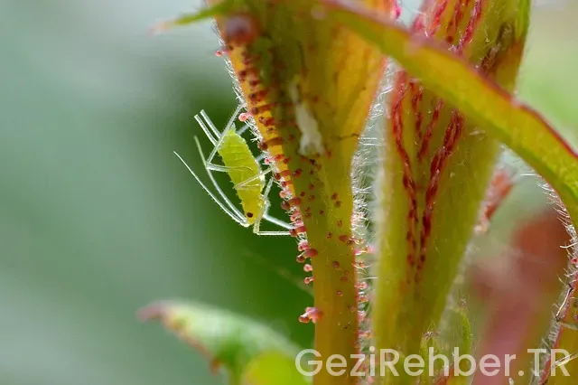 Diyarbakır Gezi Rehberi Diyarbakır Gezi Rehberi