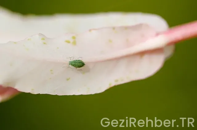 Diyarbakır Gezi Rehberi Diyarbakır Gezi Rehberi