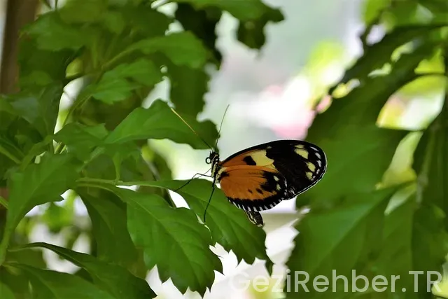 Diyarbakır Gezi Rehberi Diyarbakır Gezi Rehberi