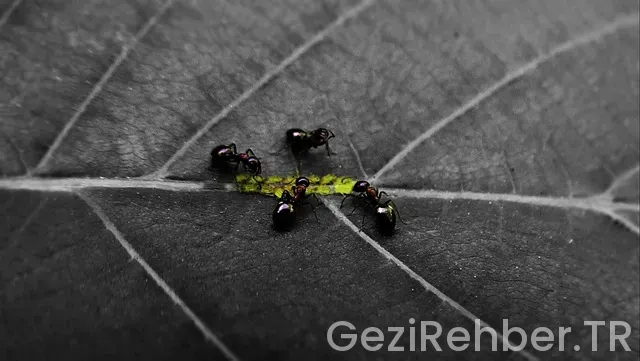 Diyarbakır Gezi Rehberi Diyarbakır Gezi Rehberi