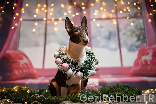 Doğu Ekspresine Bilet Bulma Tüyoları