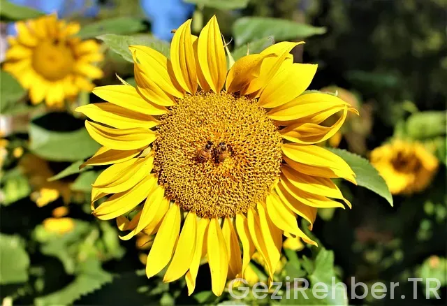 Doğu Ekspresi’ne Nasıl Bilet Alınır?