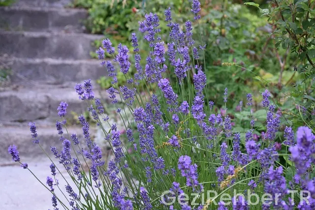 Doğu Ekspresi’ne Nasıl Bilet Alınır?