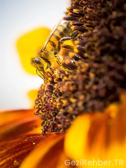Doğu Ekspresi’ne Nasıl Bilet Alınır?
