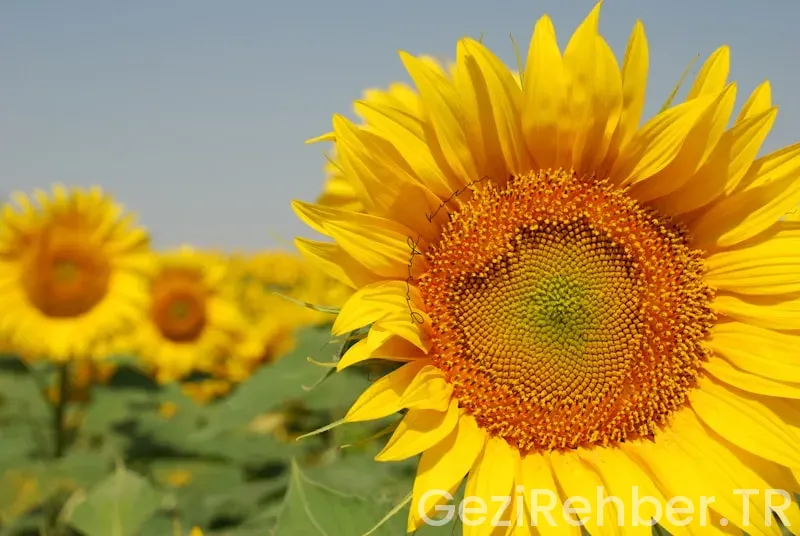 Doğu karadeniz gezi yazısı