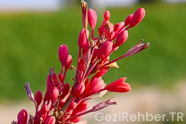 Doha uçakla kaç saat