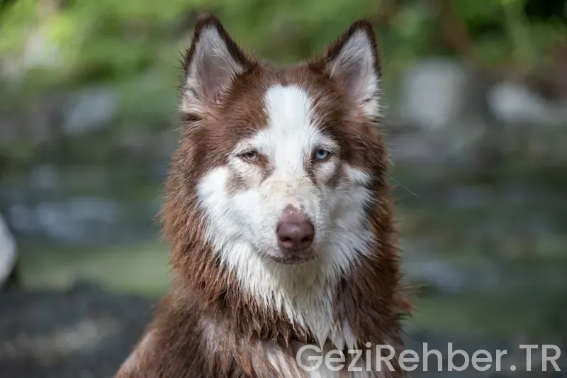 Dominican republic travel guide