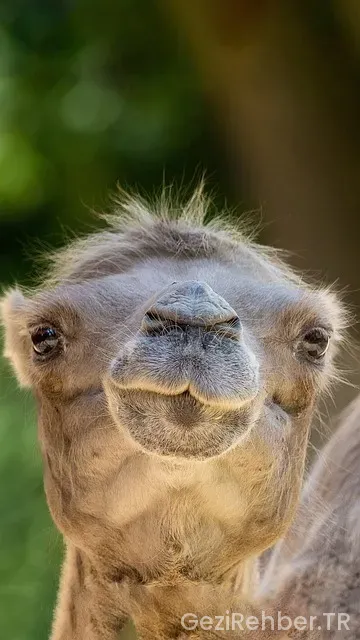 Dubai uçakla kaç saat sürer