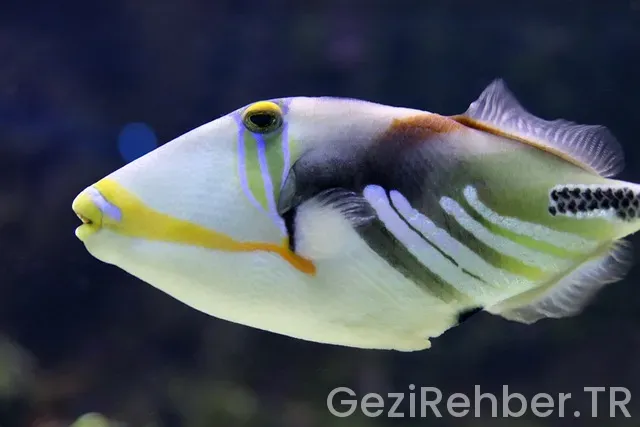 Düsseldorf Gezi Rehberi​