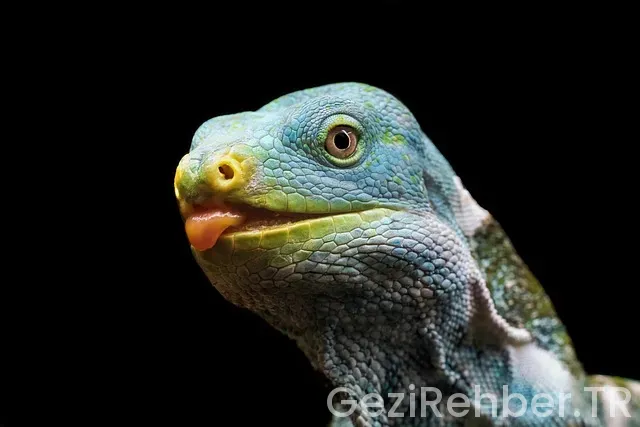 Ed Stafford Fiji Adası