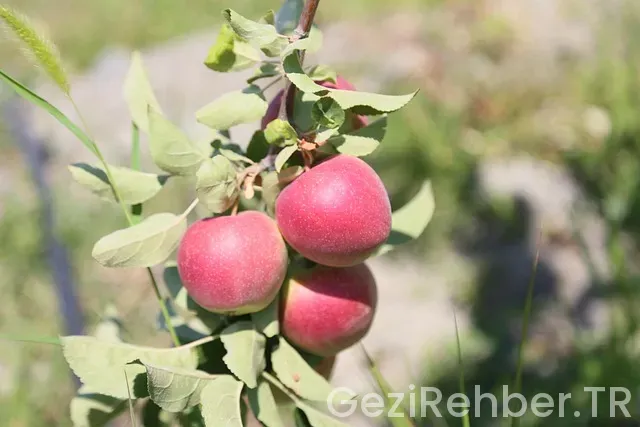 Erzincan uçakla kaç saat