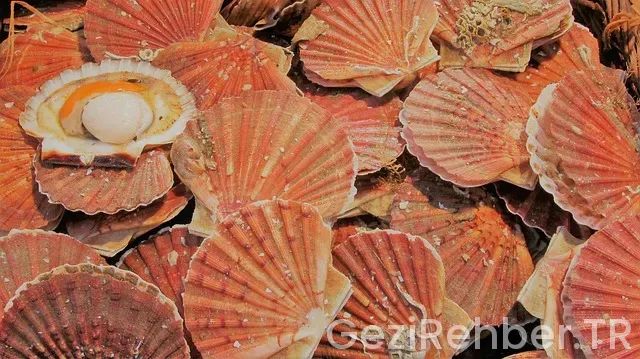 Ets tur iletişim bilgileri