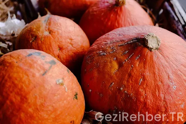 Ets tur şirket bilgileri