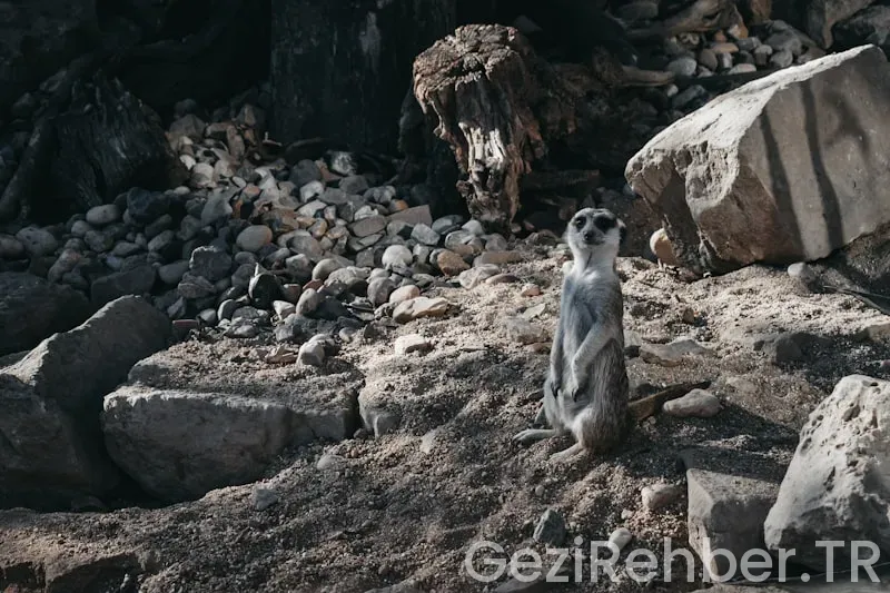 Evcil Hayvan Dostu Otellerin Özellikleri Nelerdir?