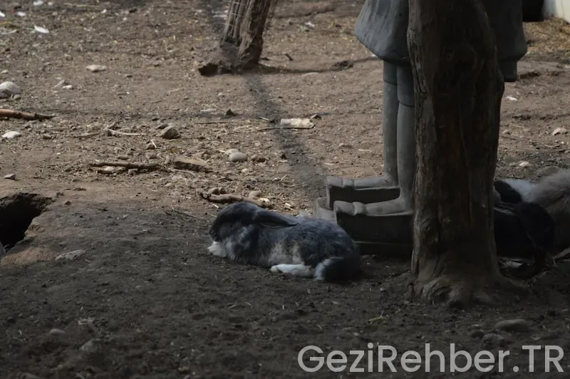 Evcil Hayvan Dostu Otellerin Özellikleri Nelerdir?