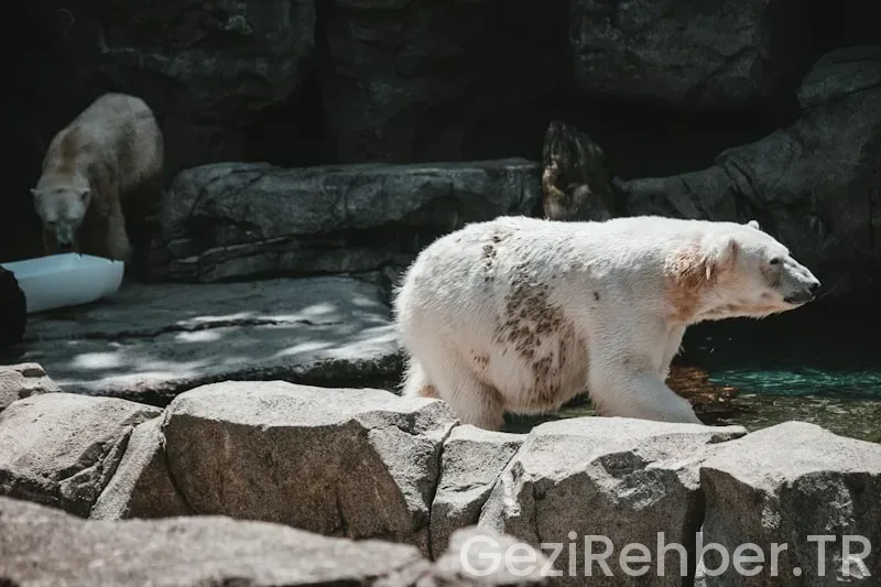 Evcil Hayvan Dostu Otellerin Özellikleri Nelerdir?