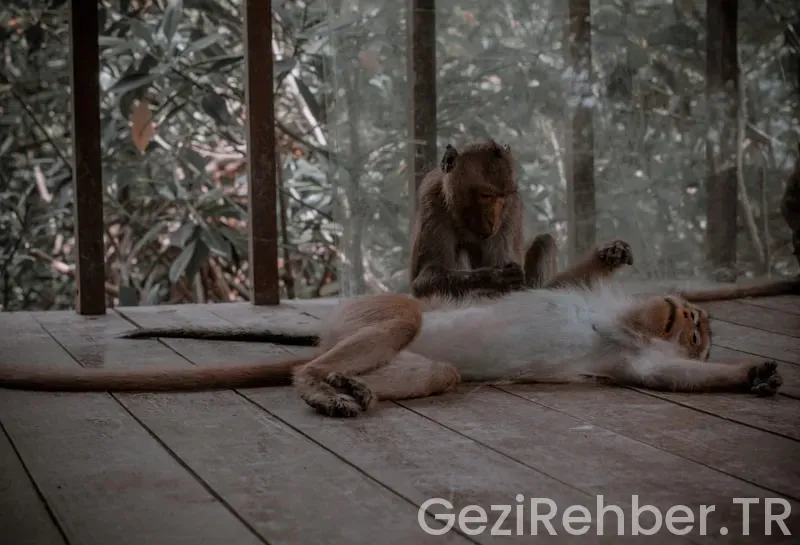 Evcil Hayvan Dostu Otellerin Özellikleri Nelerdir?